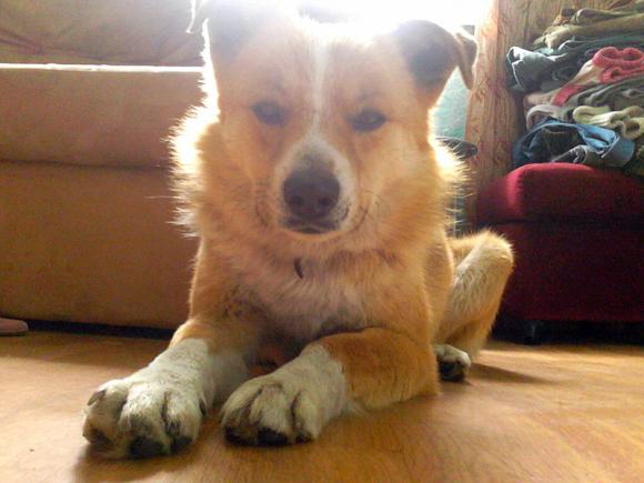 Najmilsze sierściuchy na świecie. NAJPSÓW przybywa