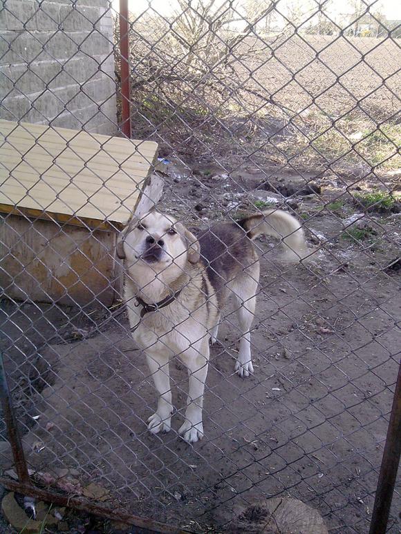 Najmilsze sierściuchy na świecie. NAJPSÓW przybywa