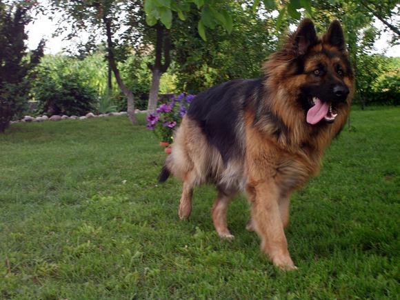 Najmilsze sierściuchy na świecie. NAJPSÓW przybywa