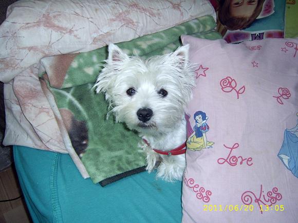 Najmilsze sierściuchy na świecie. NAJPSÓW przybywa