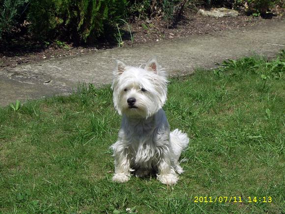 Najmilsze sierściuchy na świecie. NAJPSÓW przybywa