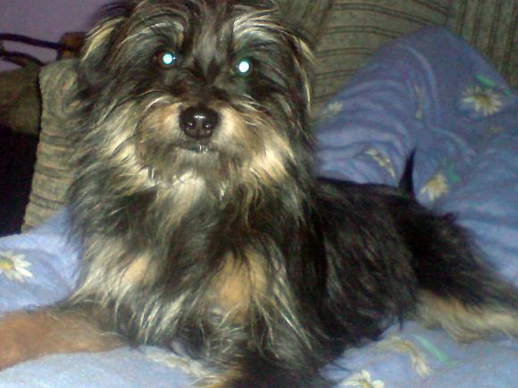 Najmilsze sierściuchy na świecie. NAJPSÓW przybywa