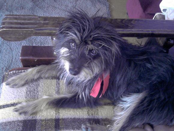 Najmilsze sierściuchy na świecie. NAJPSÓW przybywa