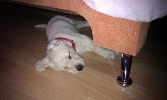 Najmilsze sierściuchy na świecie. NAJPSÓW przybywa