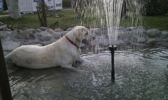 Najmilsze sierściuchy na świecie. NAJPSÓW przybywa