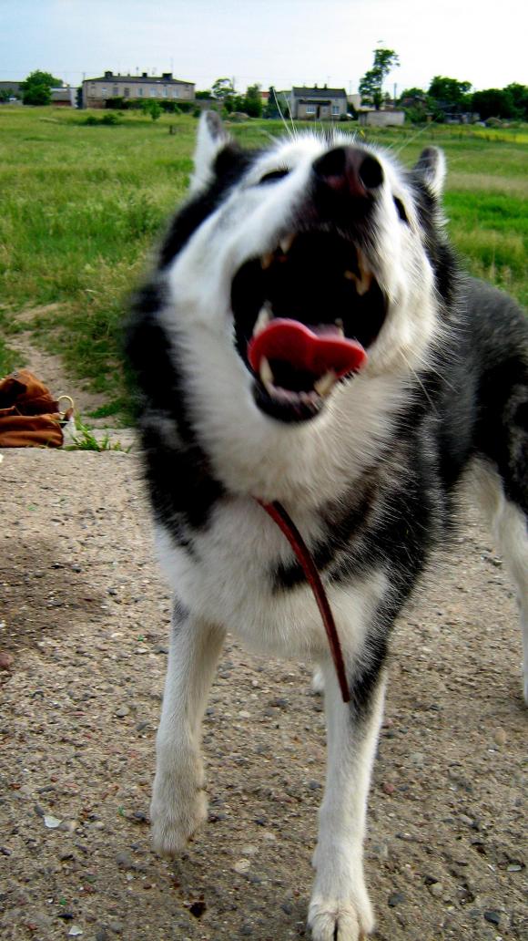 Najmilsze sierściuchy na świecie. NAJPSÓW przybywa