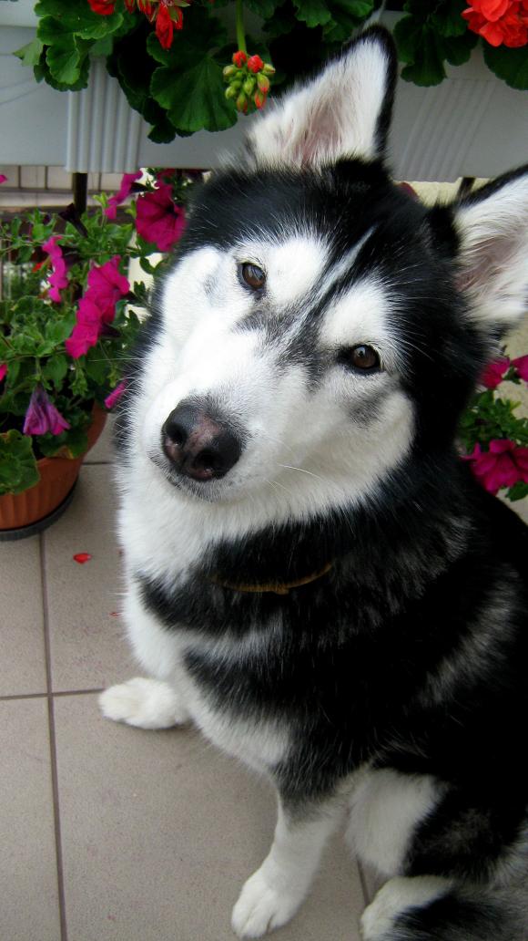 Najmilsze sierściuchy na świecie. NAJPSÓW przybywa