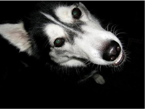 Najmilsze sierściuchy na świecie. NAJPSÓW przybywa