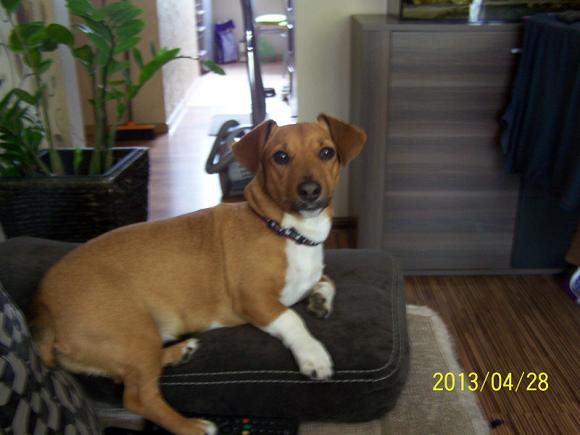 Najmilsze sierściuchy na świecie. NAJPSÓW przybywa