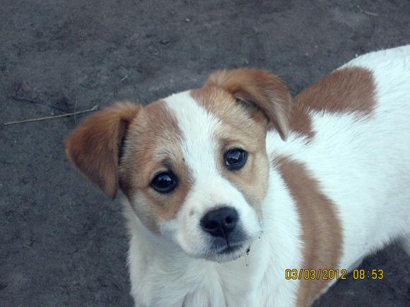 Najmilsze sierściuchy na świecie. NAJPSÓW przybywa