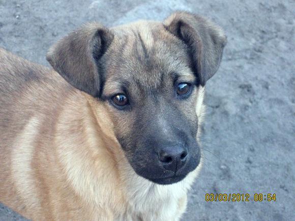 Najmilsze sierściuchy na świecie. NAJPSÓW przybywa