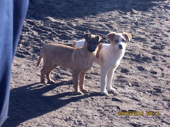Najmilsze sierściuchy na świecie. NAJPSÓW przybywa