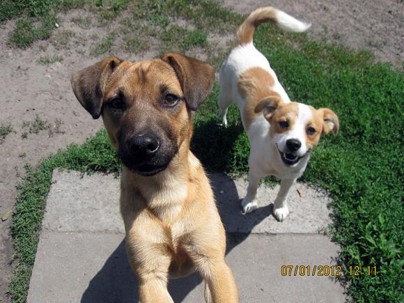 Najmilsze sierściuchy na świecie. NAJPSÓW przybywa