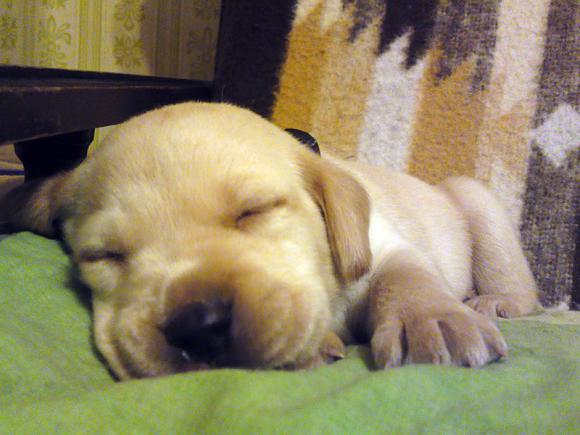 Najmilsze sierściuchy na świecie. NAJPSÓW przybywa