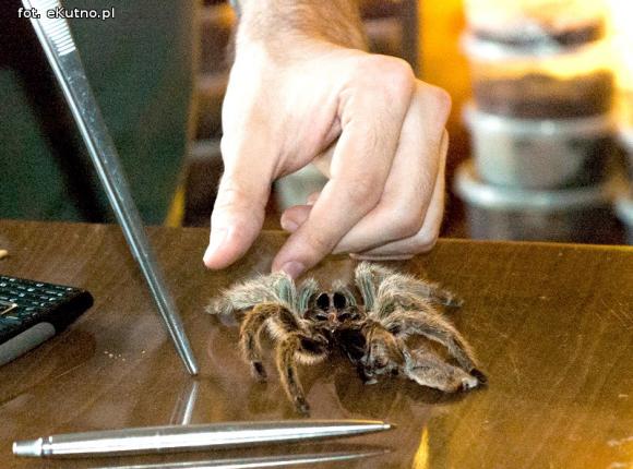 Pod patronatem eKutno.pl: Wystawa ptaszników. Pasje Mariusza Arenta