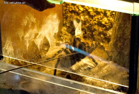 Pod patronatem eKutno.pl: Wystawa ptaszników. Pasje Mariusza Arenta