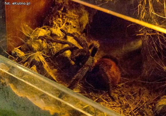 Pod patronatem eKutno.pl: Wystawa ptaszników. Pasje Mariusza Arenta