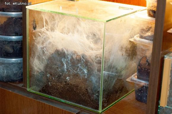 Pod patronatem eKutno.pl: Wystawa ptaszników. Pasje Mariusza Arenta