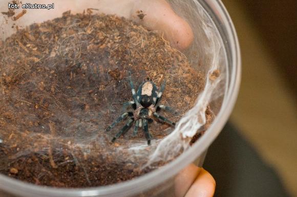 Pod patronatem eKutno.pl: Wystawa ptaszników. Pasje Mariusza Arenta