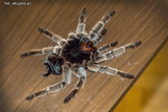 Pod patronatem eKutno.pl: Wystawa ptaszników. Pasje Mariusza Arenta