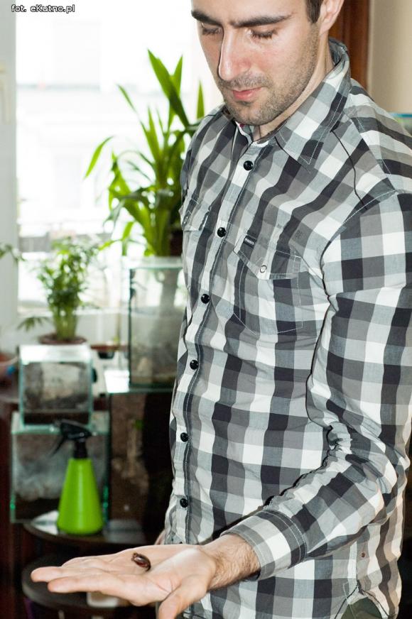 Pod patronatem eKutno.pl: Wystawa ptaszników. Pasje Mariusza Arenta