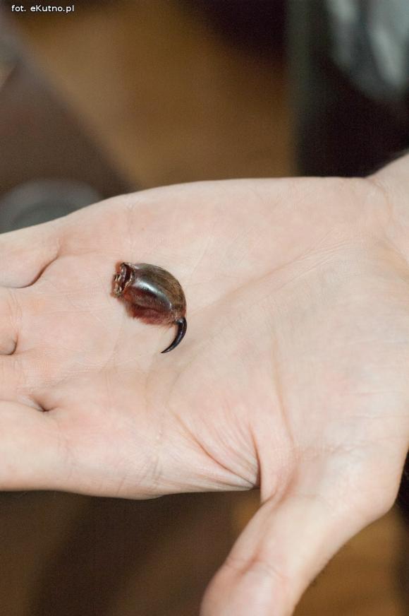 Pod patronatem eKutno.pl: Wystawa ptaszników. Pasje Mariusza Arenta