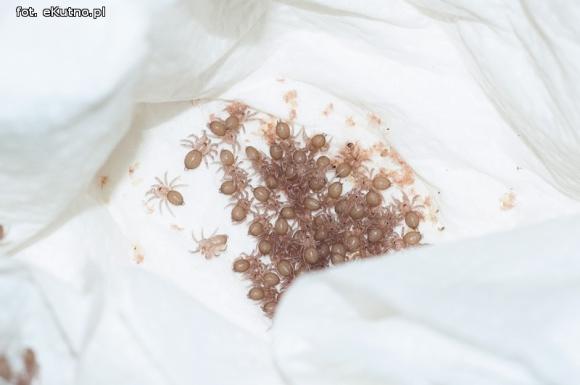 Pod patronatem eKutno.pl: Wystawa ptaszników. Pasje Mariusza Arenta