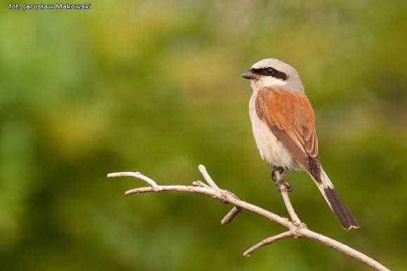 eKologia: Gąsiorek - niewielki drapieżca