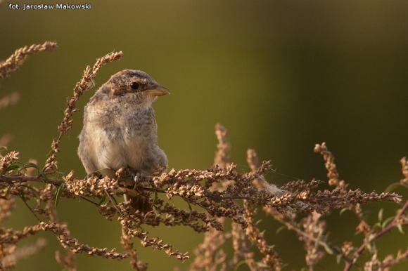 eKologia: Gąsiorek - niewielki drapieżca