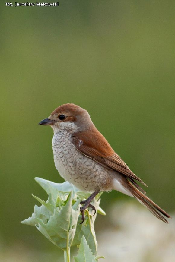 eKologia: Gąsiorek - niewielki drapieżca