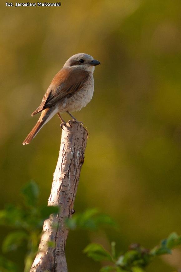 eKologia: Gąsiorek - niewielki drapieżca