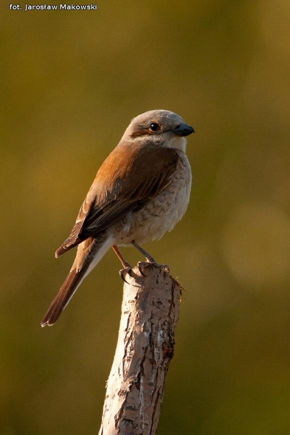 eKologia: Gąsiorek - niewielki drapieżca
