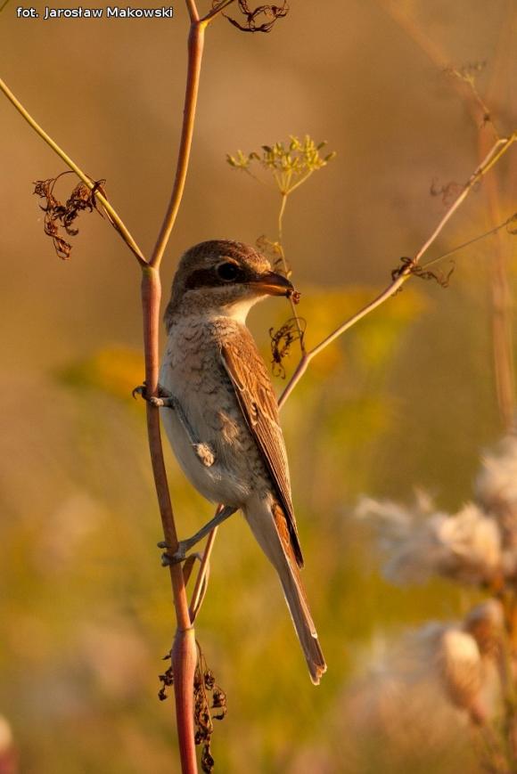 eKologia: Gąsiorek - niewielki drapieżca