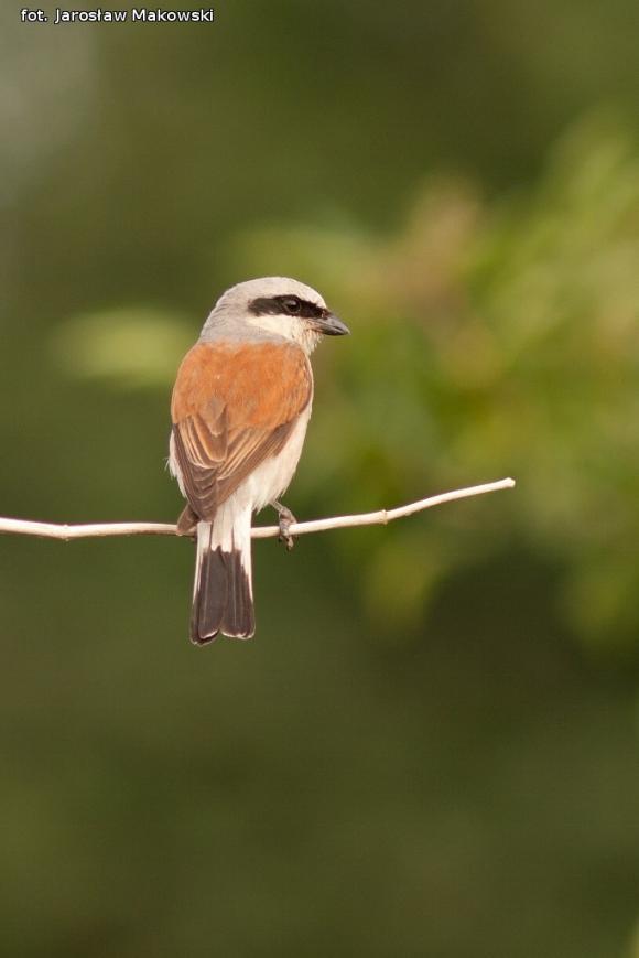 eKologia: Gąsiorek - niewielki drapieżca