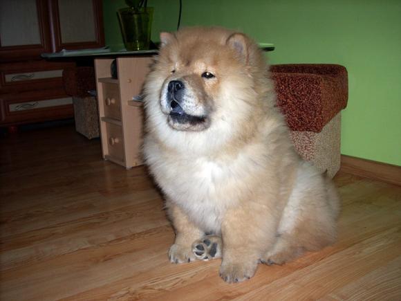 NAJPSA będzie trudno wybrać