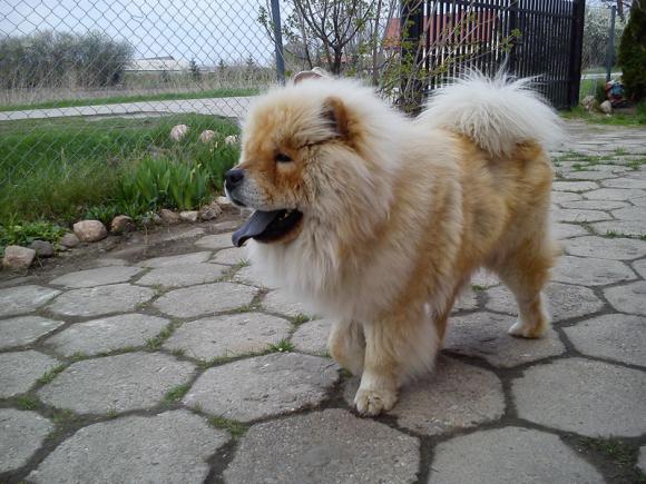 NAJPSA będzie trudno wybrać