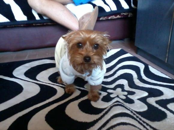 NAJPSA będzie trudno wybrać