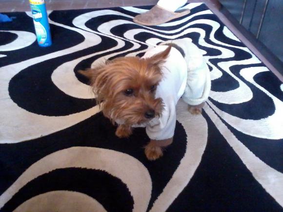 NAJPSA będzie trudno wybrać