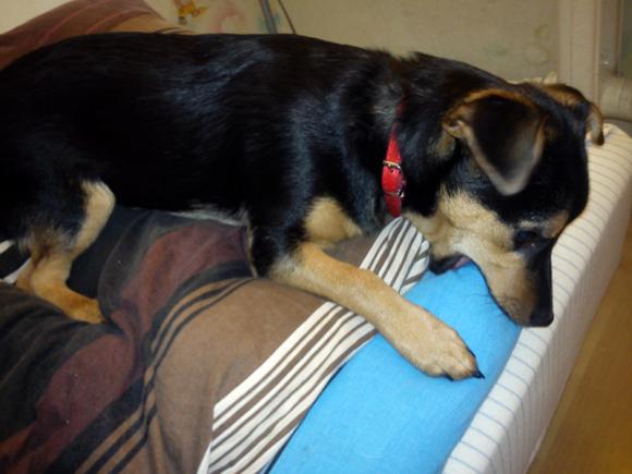 NAJPSA będzie trudno wybrać