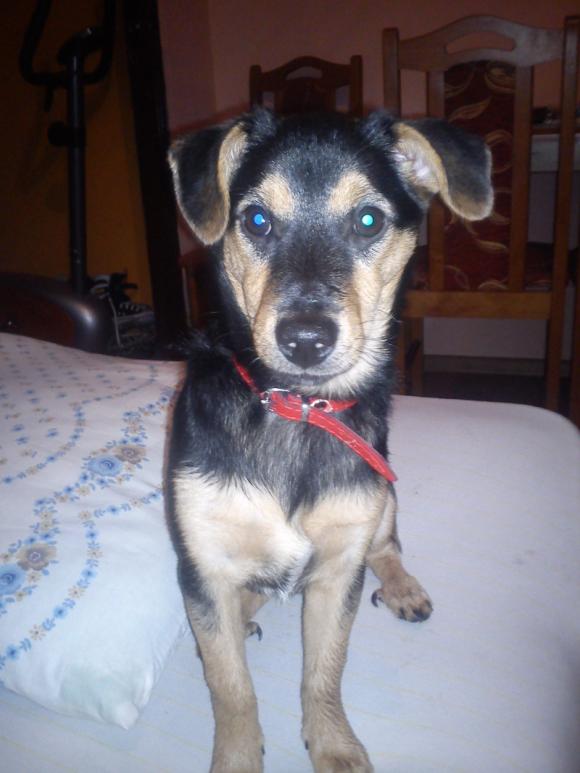 NAJPSA będzie trudno wybrać