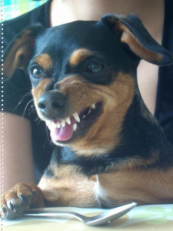 NAJPSA będzie trudno wybrać