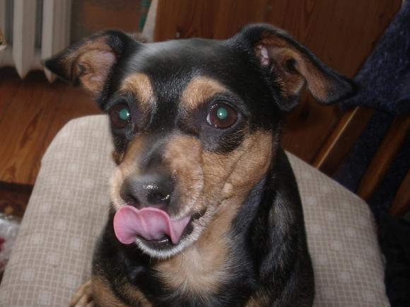 NAJPSA będzie trudno wybrać