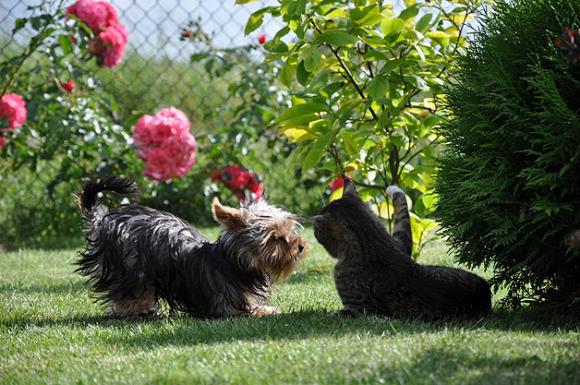 NAJPSA będzie trudno wybrać