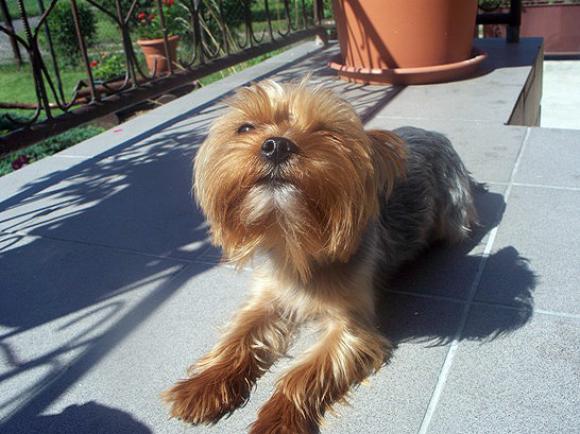 NAJPSA będzie trudno wybrać