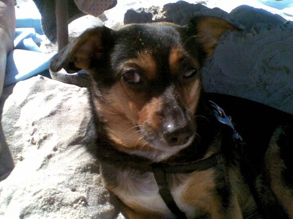 NAJPSA będzie trudno wybrać