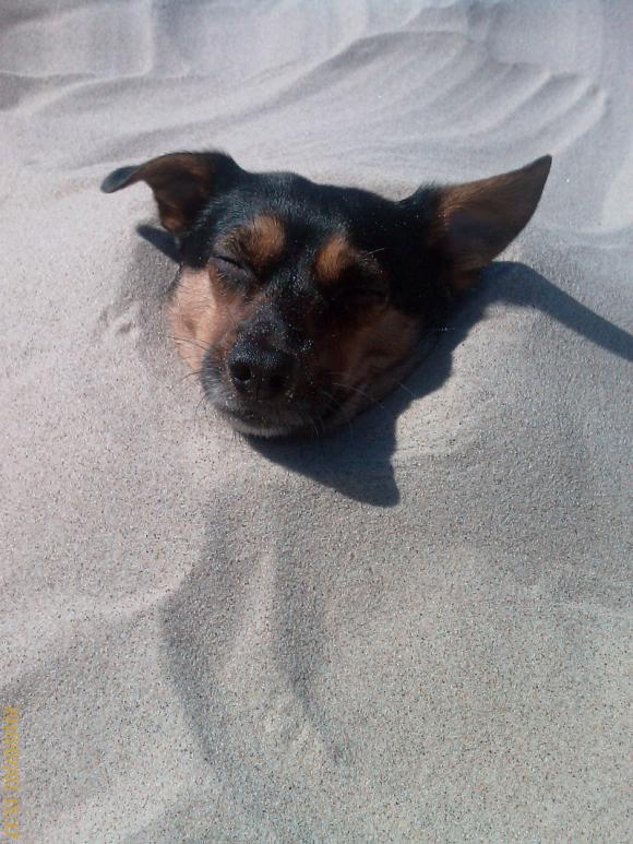 NAJPSA będzie trudno wybrać