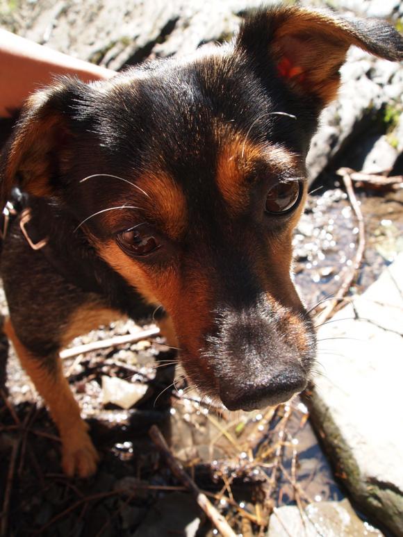 NAJPSA będzie trudno wybrać