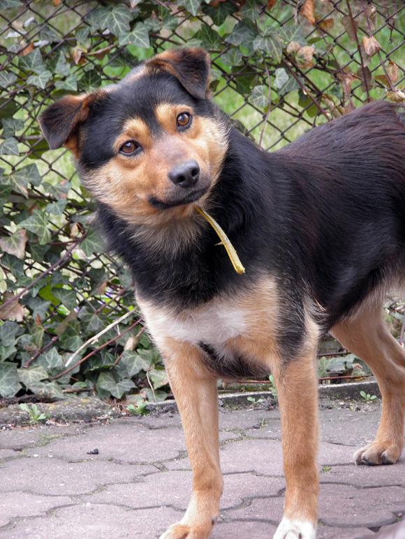 NAJPSA będzie trudno wybrać