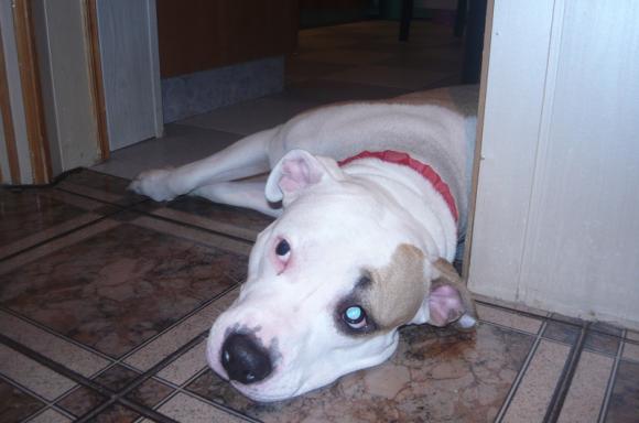 NAJPSA będzie trudno wybrać