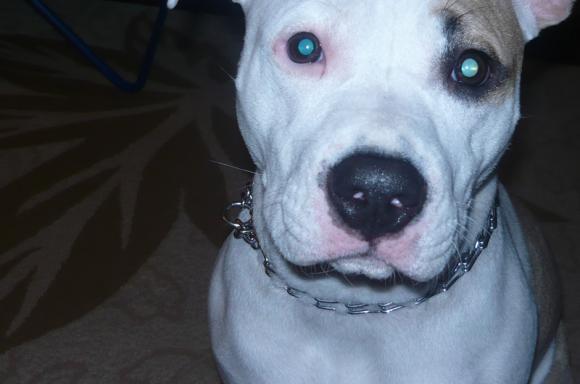 NAJPSA będzie trudno wybrać